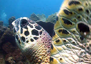 hawksbill turtle - thailand - koh tao