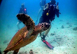 intern filming a turtle