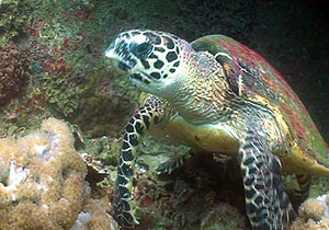 hawksbill turtle - thailand