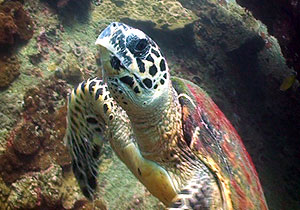 hawksbill turtle - koh tao