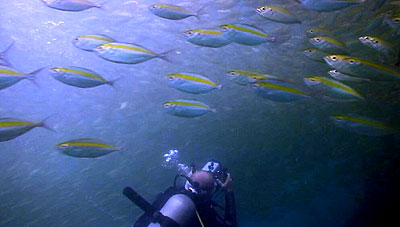 schooling fish - koh tao