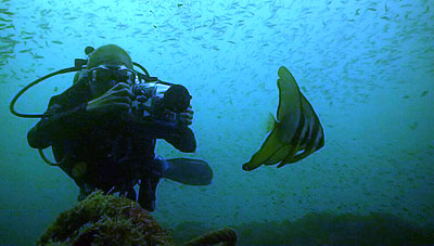 batfish being filmed by trainee garry - koh tao