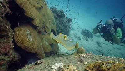 koh tao video course