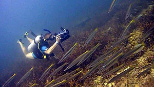 filming barracuda