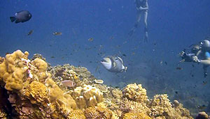 trigger fish