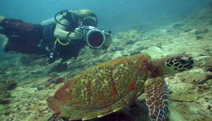 koh tao video