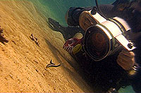 warren filming juvenile lined sweetlips