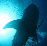 whaleshark koh tao