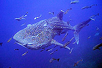 hi-def-whaleshark.html