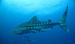 whaleshark koh tao