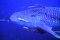 hi-def-whaleshark.html