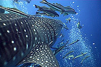 whaleshark thailand
