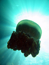 jelly fish - koh tao - thailand