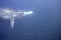 brydes whale southwest pinnacle thailand