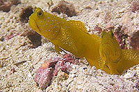 gobie shrimp