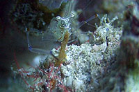 shimp_feeding