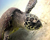 underwater video course