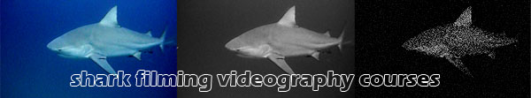 shark filming video course
