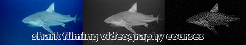 shark filming course